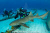 Nurse shark