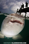 Nurse Shark