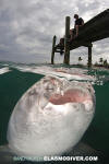 Nurse Shark