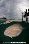 Nurse Shark