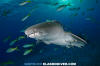 Nurse Shark