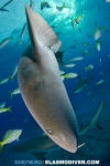 Nurse Shark