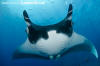 Oceanic Manta Ray