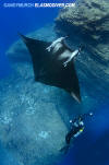 Oceanic Manta Ray