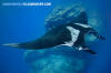 Oceanic Manta Ray