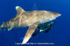 Oceanic Whitetip Shark