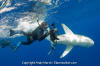 Oceanic Whitetip Shark