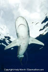 Oceanic Whitetip Shark