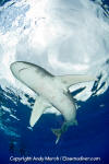 Oceanic Whitetip Shark