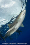 Oceanic Whitetip Shark