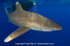 Oceanic Whitetip Shark