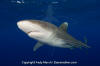 Oceanic Whitetip Shark