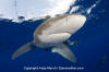 Oceanic Whitetip Shark