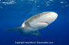 Oceanic Whitetip Shark