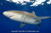 Oceanic Whitetip Shark