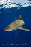 Oceanic Whitetip Shark