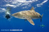 Oceanic Whitetip Shark