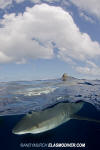 Oceanic Whitetip Shark