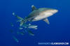 Oceanic Whitetip Shark