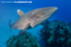 Oceanic Whitetip Shark