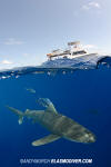 Oceanic Whitetip Shark