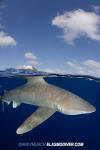 Oceanic Whitetip Shark