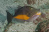 Orangeside Triggerfish