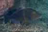 Orangeside Triggerfish