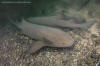 Pacific nurse shark - Ginglymosoma unami.