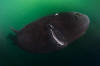 Pacific Sleeper Shark