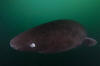 Pacific Sleeper Shark