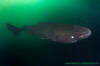 Pacific Sleeper Shark