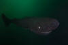 Pacific Sleeper Shark