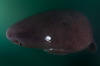 Pacific Sleeper Shark