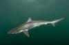 Pacific Sharpnose Shark