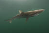 Pacific Sharpnose Shark