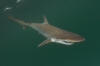 Pacific Sharpnose Shark