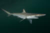 Pacific Sharpnose Shark