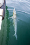 Pacific Sharpnose Shark Longline