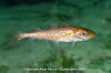 Pacific Cod Juvenile