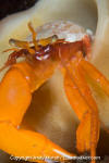 Pacific Red Hermit Crab