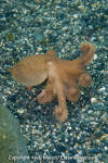 Pacific Red Octopus 