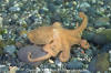 Pacific Red Octopus 