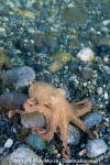 Pacific Red Octopus 