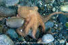 Pacific Red Octopus 