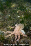 Pacific Red Octopus 