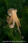 Pacific Red Octopus 