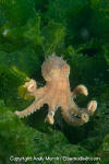 Pacific Red Octopus 