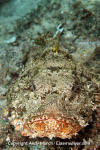 Pacific Spotted Scorpionfish