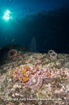 Pacific Spotted Scorpionfish